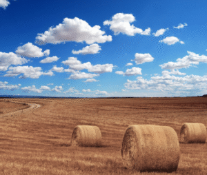 net replacement film online